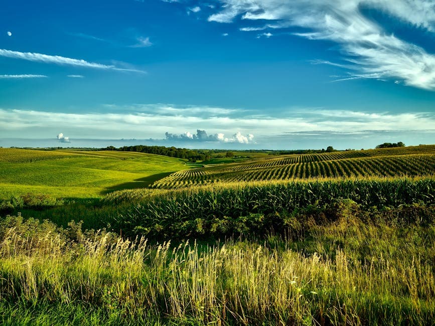 Iowa — Iowa cornfields sunset