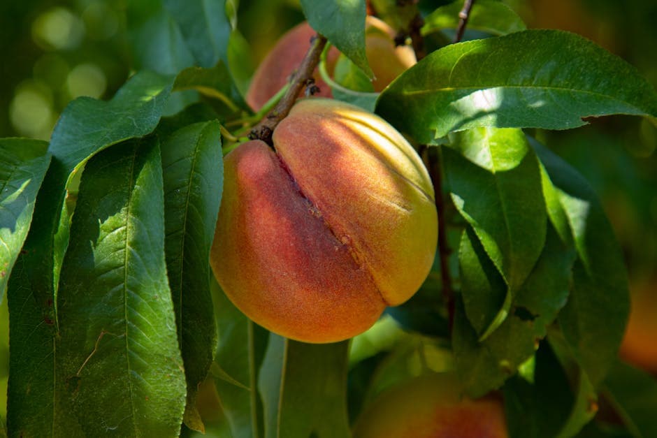Georgia — Georgia peach orchard