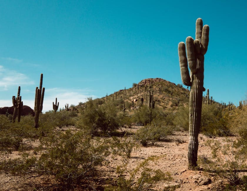 Arizona — Arizona desert landscape