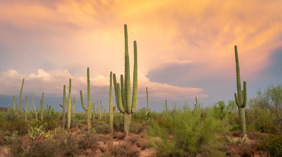 Arizona — Arizona saguaro cactus sunset
